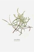 Prunings