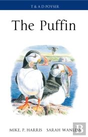 Puffin