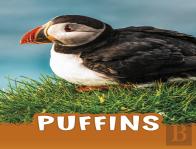Puffins