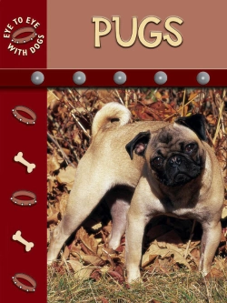 Bertrand.pt - Pug