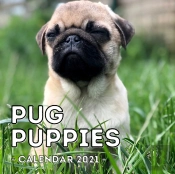 Pug Puppies Calendar 2021