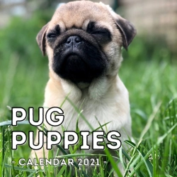 Bertrand.pt - Pug Puppies Calendar 2021