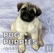 Pug Puppies Calendar 2021