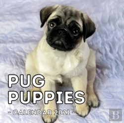 Bertrand.pt - Pug Puppies Calendar 2021