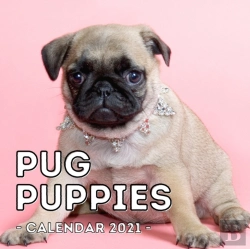 Bertrand.pt - Pug Puppies Calendar 2021