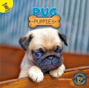 Pug Puppies