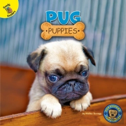 Bertrand.pt - Pug Puppies