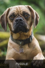 Puggle