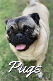 Pugs Photo Book For Writing And Note Taking