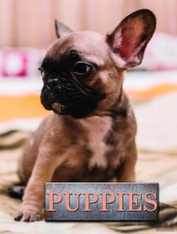 Bertrand.pt - Puppies