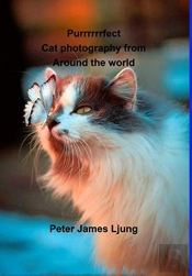 Purrrrrrfect Cat Photography