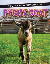Pygmy Goat