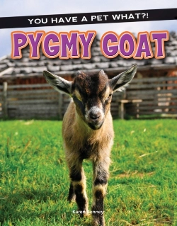 Bertrand.pt - Pygmy Goat