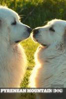 Pyrenean Mountain Dog