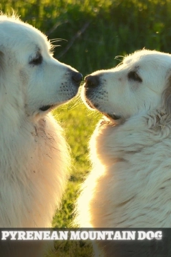 Bertrand.pt - Pyrenean Mountain Dog