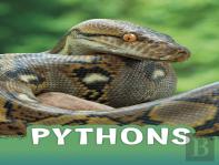 Pythons