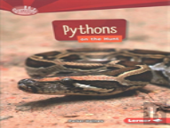 Pythons On The Hunt