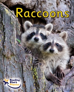 Bertrand.pt - Raccoons