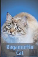 Ragamuffin Cat