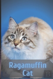 Ragamuffin Cat