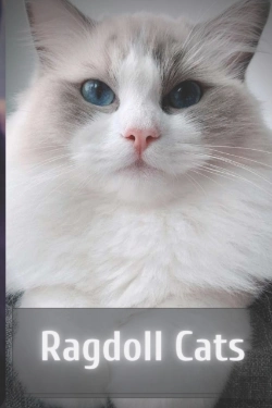 Bertrand.pt - Ragdoll Cats