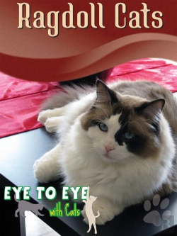 Bertrand.pt - Ragdoll Cats