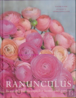 Bertrand.pt - Ranunculus