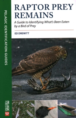 Bertrand.pt - Raptor Prey Remains