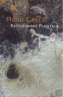 Bertrand.pt - Rattlesnake Plantain