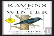 Ravens In Winter
