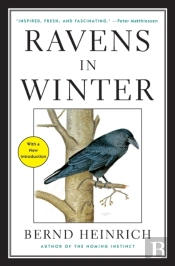 Ravens In Winter