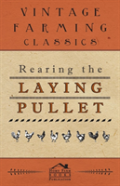 Rearing The Laying Pullet