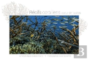 Récifs Coralliens, Coeur De L'Ocean