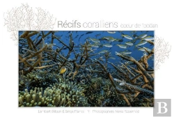 Bertrand.pt - Récifs Coralliens, Coeur De L'Ocean