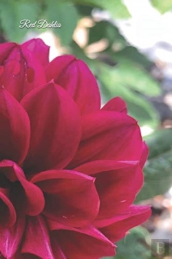 Bertrand.pt - Red Dahlia