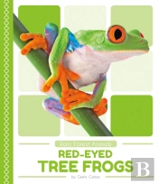 Red-Eyed Tree Frogs