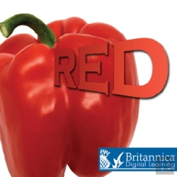 Bertrand.pt - Red