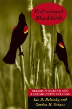 Bertrand.pt - Red-Winged Blackbirds