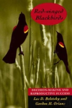 Bertrand.pt - Red-Winged Blackbirds