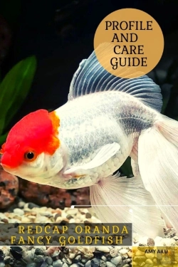 Bertrand.pt - Redcap Oranda Fancy Goldfish