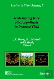 Redesigning Rice Photosynthesis To Increase Yield