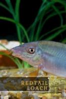 Redtail Loach