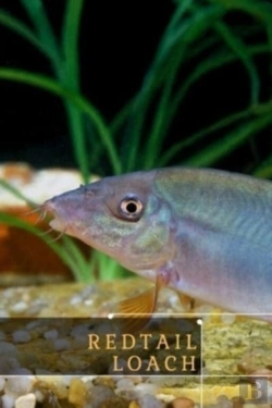 Bertrand.pt - Redtail Loach