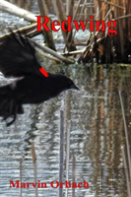 Redwing
