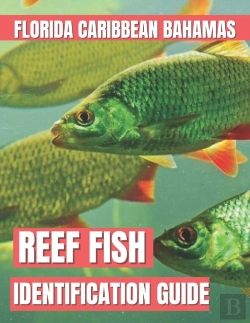 Bertrand.pt - Reef Fish Identification Guide