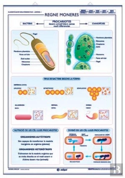 Bertrand.pt - Regne Monera Regne Protists