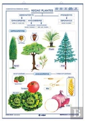 Regne Vegetal Fongs