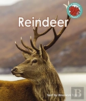 Reindeer