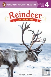 Reindeer