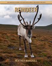 Reindeer
